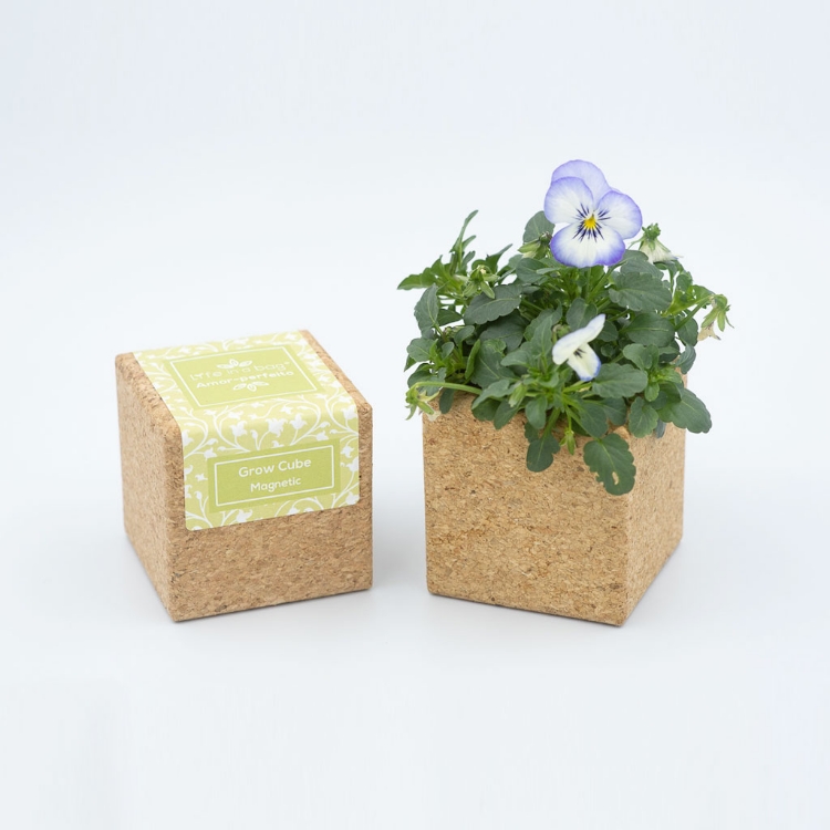 Grow Cube - Amor-perfeito